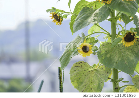Before summer ends, sunflowers before they wither 131301656