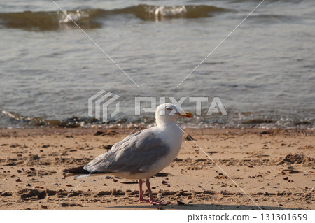 European herring gull (Larus argentatus) 131301659