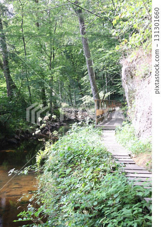 in the forest 131301660