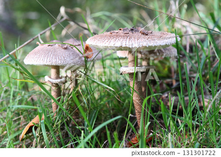 Macrolepiota procera   (Macrolepiota procera) 131301722