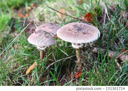 Macrolepiota procera   (Macrolepiota procera) 131301724