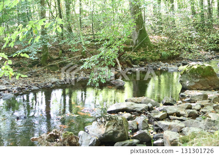 in the forest 131301726