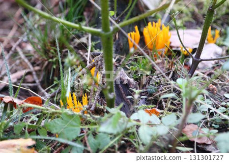 Calocera viscosa (Calocera viscosa) Calocera viscosa (Calocera viscosa) 131301727