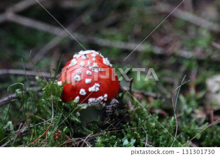Amanita muscaria (Amanita muscaria) Amanita muscaria (Amanita muscaria) 131301730