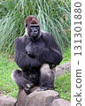 Western Gorilla at Chiba Zoo 131301880