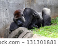 A sulky western gorilla 131301881