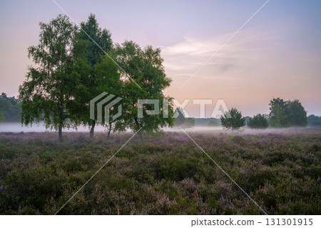 Wahner Heather, Bergisches Land, North Rhine Westphalia, Germany 131301915