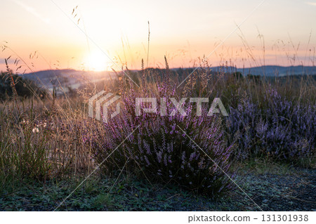 Eifel landscape, Rhineland-Palatinate, Germany Eifel landscape, Rhineland-Palatinate, Germany 131301938