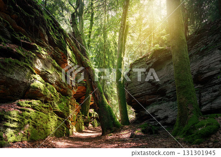 Landscape close to Treves, Eifel, Germany 131301945