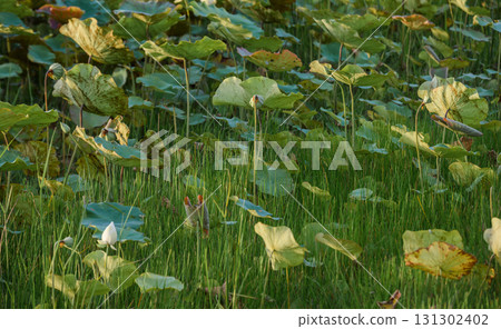 Flooded rice field reflecting the blue sky and clouds. 131302402