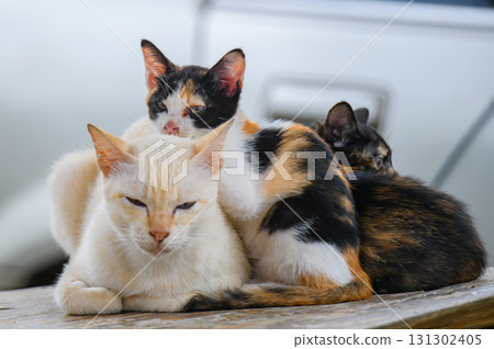 Group of stray cats resting together outdoors. 131302405