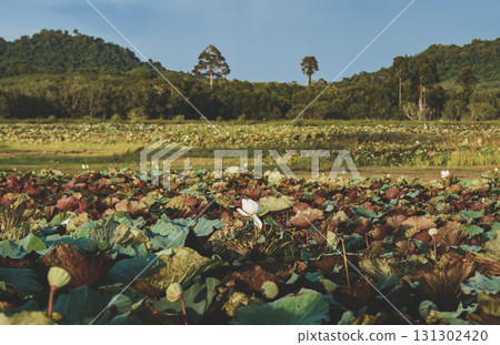 Untamed lotus pond with wide field and natural landscape. Untamed lotus pond with wide field and natural landscape. 131302420