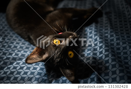 Black cat lying on patterned fabric with yellow eyes. 131302428