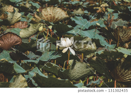 White lotus flower blooming among green leaves. 131302435