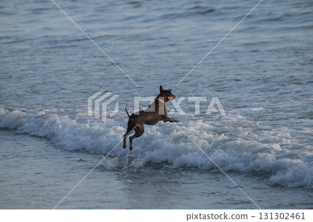 Playful Thai dog splashing in sea waves on a sandy beach. 131302461