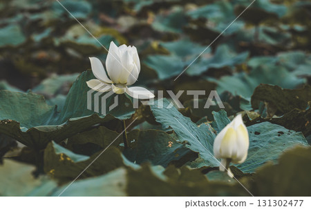 Sunlit white lotus blooming above pond leaves. Sunlit white lotus blooming above pond leaves. 131302477