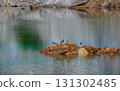 Abandoned Thai quarry pond with turquoise water. 131302485