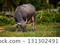 Thai water buffalo grazing on green grass. 131302491