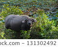 Thai water buffalo resting in green vegetation. 131302492