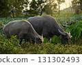 Two Thai water buffalo grazing together in field. 131302493