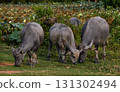 Group of Thai water buffalo grazing on green pasture. 131302494
