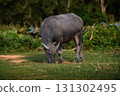 A single Thai water buffalo grazing on green grass under warm sunlight. Perfect for countryside, livestock, and agricultural stock themes. 131302495