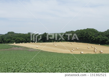 Okhotsk Area Hilly Region Okhotsk Hilly Region Rural Scenery 131302521