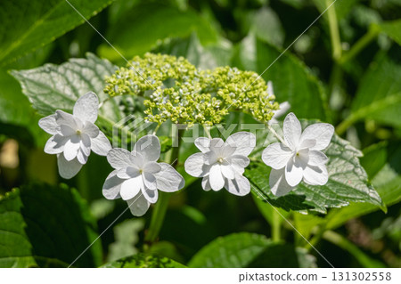 White hydrangea flowers blooming in green garden outdoors White hydrangea flowers blooming in green garden outdoors 131302558