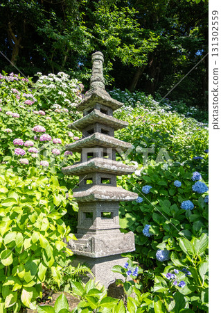 Stone pagoda surrounded by hydrangea flowers in a lush garden 131302559