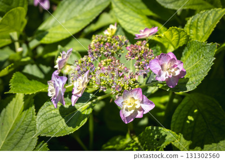 Hydrangea flowers blooming in green garden under sunlight Hydrangea flowers blooming in green garden under sunlight 131302560