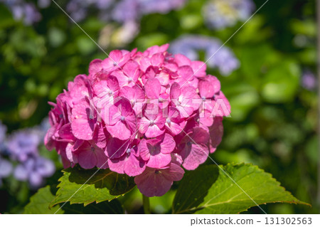 Pink hydrangea flower blooming in garden with green leaves and blurred background Pink hydrangea flower blooming in garden with green leaves and blurred background 131302563