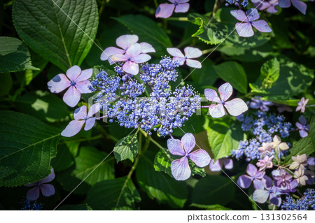 Purple hydrangea flowers blooming in green garden outdoor natural setting 131302564