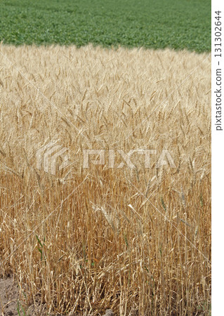 Wheat field Wheat field Wheat fruit Wheat field Wheat field Wheat fruit 131302644