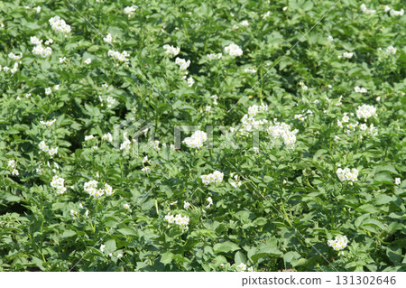 馬鈴薯花馬鈴薯花馬鈴薯田馬鈴薯田馬鈴薯田 馬鈴薯花馬鈴薯花馬鈴薯田馬鈴薯田馬鈴薯田 131302646