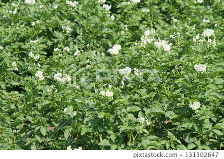 馬鈴薯花馬鈴薯花馬鈴薯田馬鈴薯田馬鈴薯田 131302647