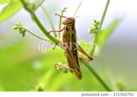 Patanga japonica Patanga japonica 131302702