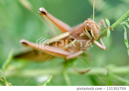 Patanga japonica 131302709