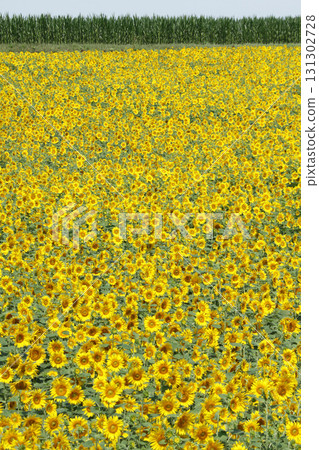 向日葵田 鄂霍次克地區 向日葵田 向日葵田 向日葵 向日葵 131302728