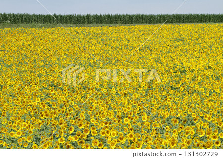Sunflower field Okhotsk region sunflower field sunflower field sunflower sunflower Sunflower field Okhotsk region sunflower field sunflower field sunflower sunflower 131302729