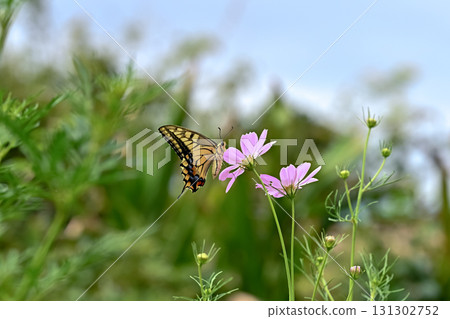 鞭吸吮宇宙蜂蜜 鞭吸吮宇宙蜂蜜 131302752