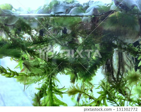 Aquatic plants-1 Aquatic plants-1 131302772