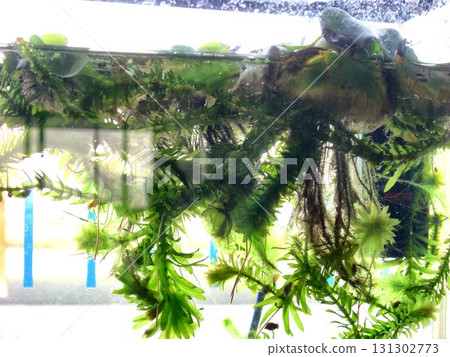 Aquatic plants-2 Aquatic plants-2 131302773