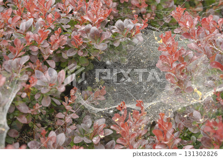 Spider Web Nest Among Red Foliage Spider Web Nest Among Red Foliage 131302826