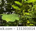 Green oak leaf close-up 131303014