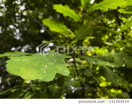 Green oak leaf close-up 131303014