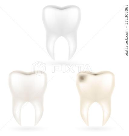human root tooth model cartoon stock vector illustration 131303065