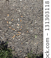 Cigarette butts on asphalt 131303118