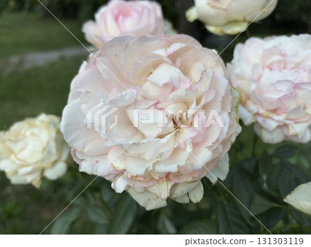 White and pink flower 131303119