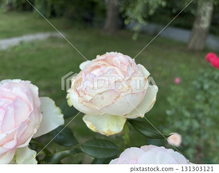 Delicate white and pink rose 131303121