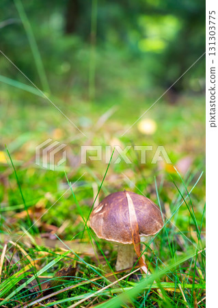 Edible wild mushroom growing in green forest moss in Czech woodland during mushroom season. Nature detail of brown cap fungus surrounded by grass and leaves. Autumn forest eco lifestyle concept 131303775